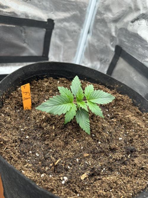Ganja Farmer Grow. Week 3