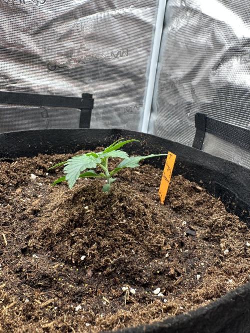 Ganja Farmer Grow. Week 3