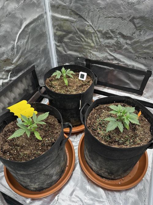 Ganja Farmer Grow. Week 3 - Tag 18