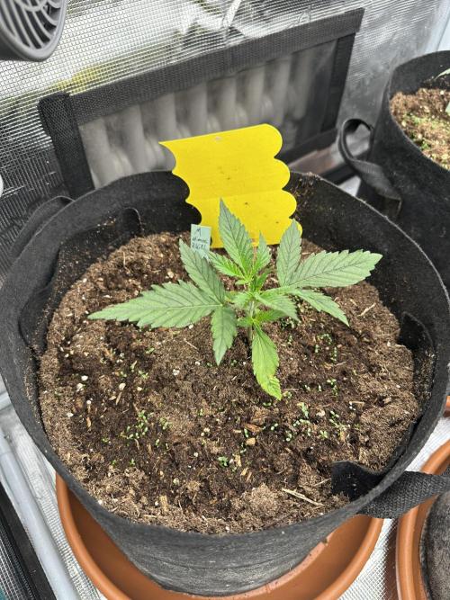 Ganja Farmer Grow. Week 3 - Tag 18
