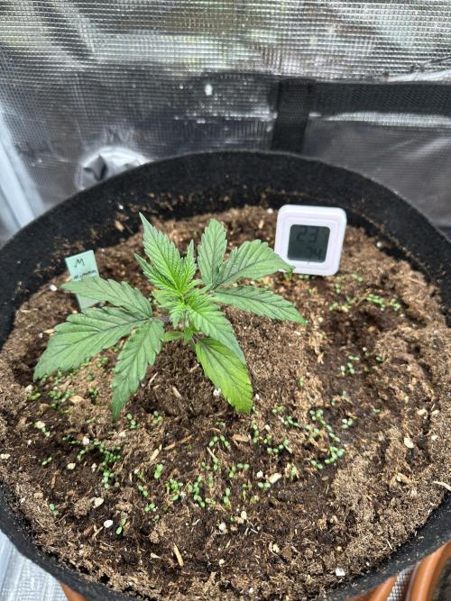 Ganja Farmer Grow. Week 3 - Tag 18