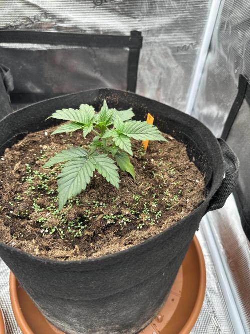 Ganja Farmer Grow. Week 3 - Tag 18