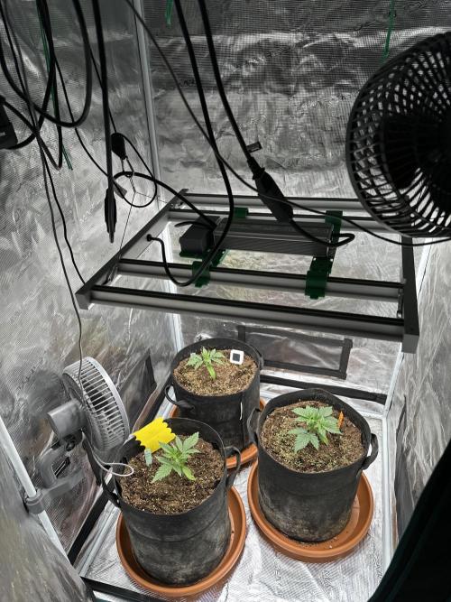 Ganja Farmer Grow. Week 3 - Tag 18