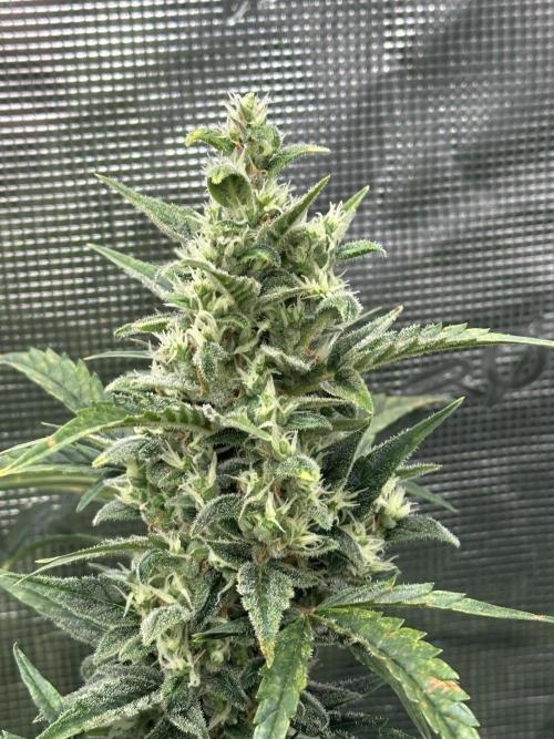 Ganja Farmer Grow. Week 8