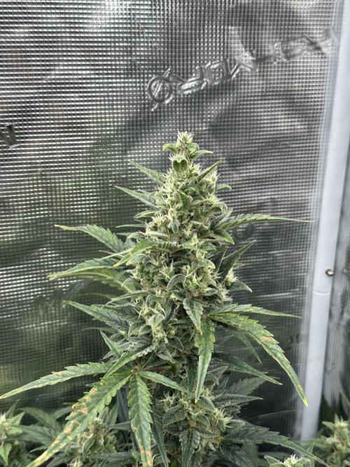 Ganja Farmer Grow. Week 8