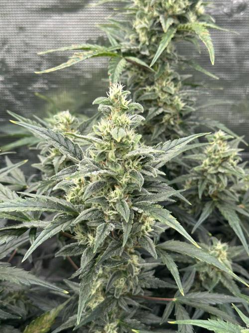 Ganja Farmer Grow. Week 8
