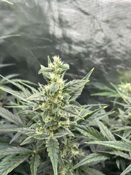 Ganja Farmer Grow. Week 8