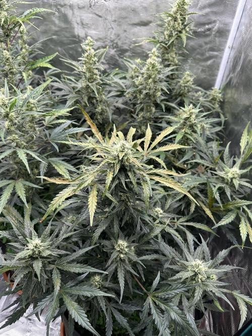 Ganja Farmer Grow. Week 8