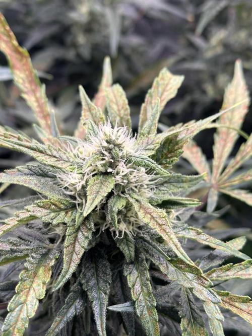 Ganja Farmer Grow. Week 8