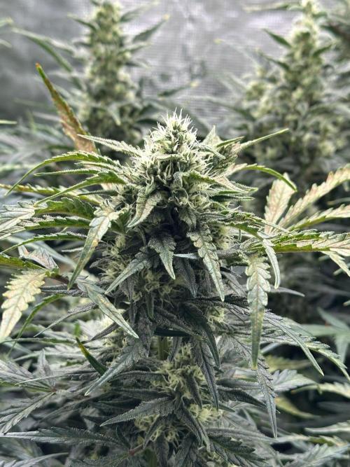 Ganja Farmer Grow. Week 8