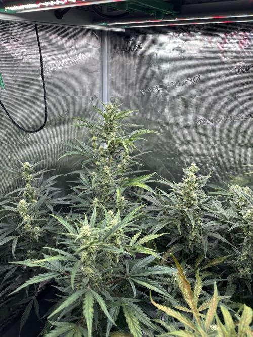 Ganja Farmer Grow. Week 8