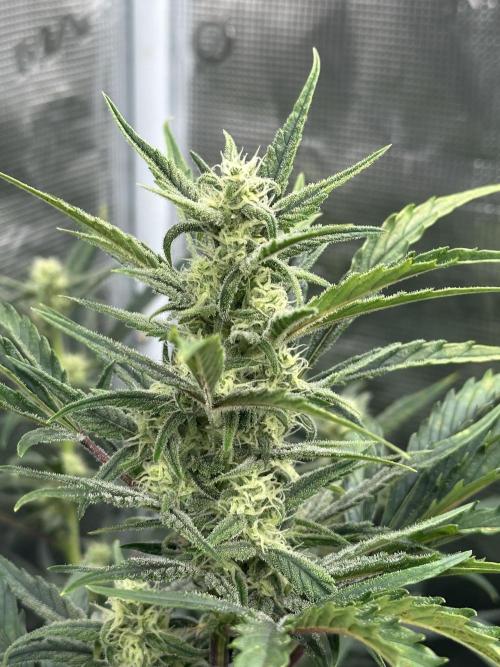 Ganja Farmer Grow. Week 8