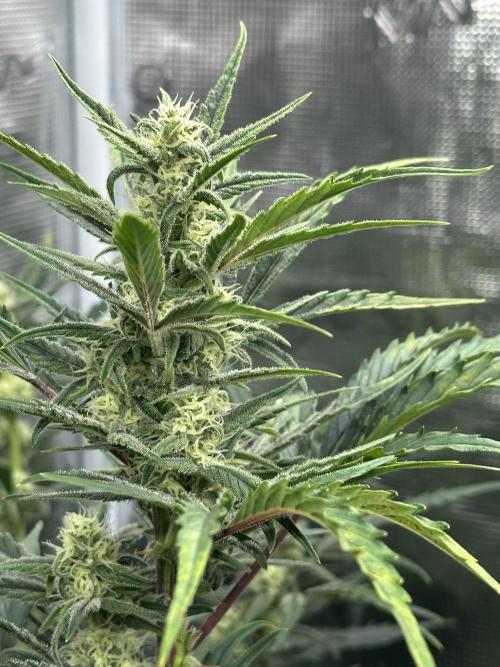 Ganja Farmer Grow. Week 8