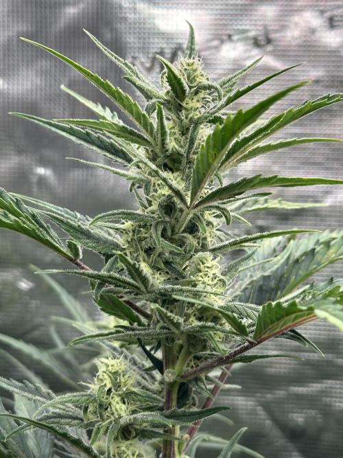 Ganja Farmer Grow. Week 8
