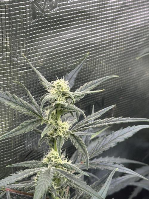 Ganja Farmer Grow. Week 8