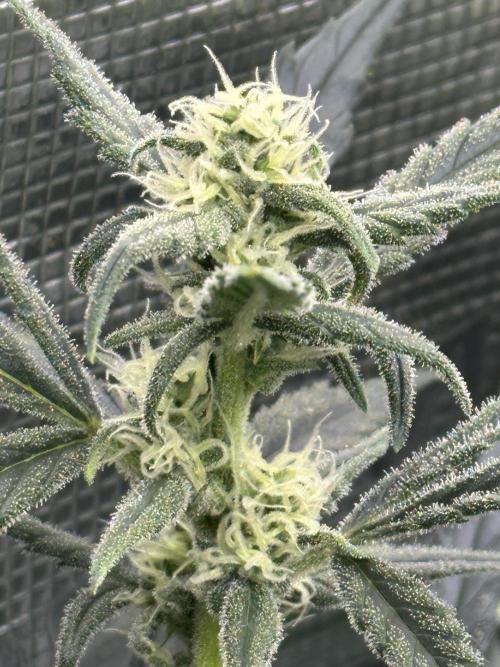 Ganja Farmer Grow. Week 8