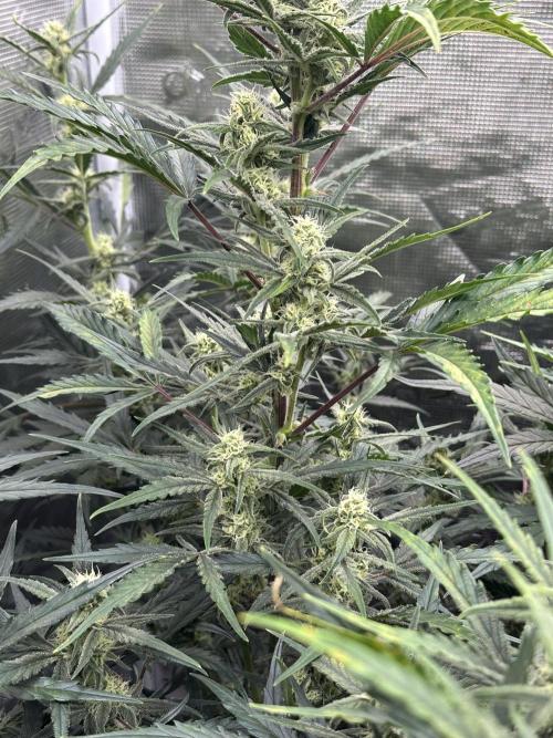 Ganja Farmer Grow. Week 8