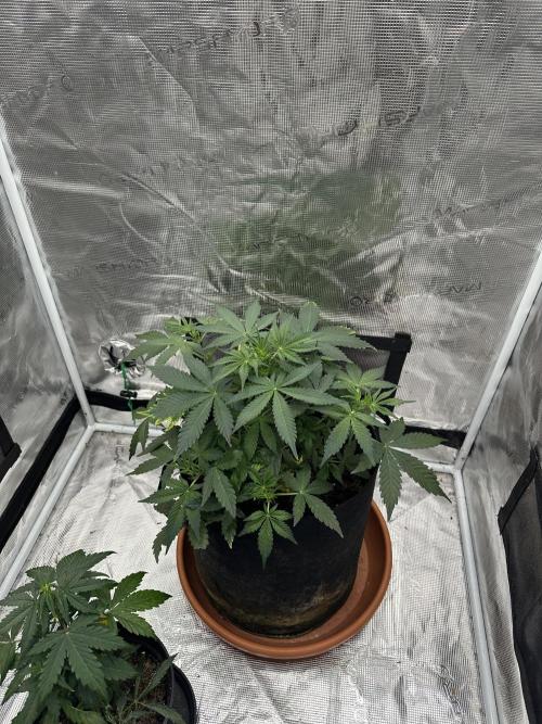 Black Rainbow Auto_Organic Homegrow. Week 9