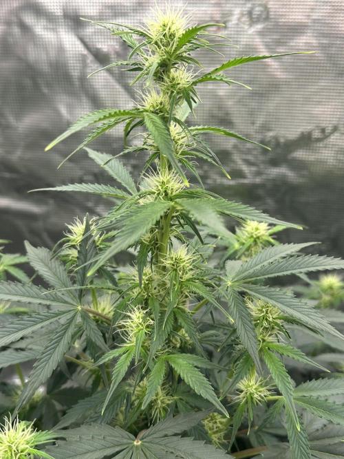 Black Rainbow Auto_Organic Homegrow. Week 11