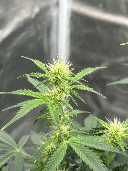 Black Rainbow Auto_Organic Homegrow. Week 11