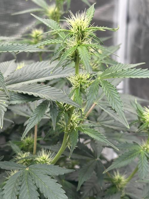 Black Rainbow Auto_Organic Homegrow. Week 11