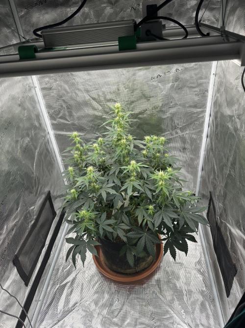 Black Rainbow Auto_Organic Homegrow. Week 11