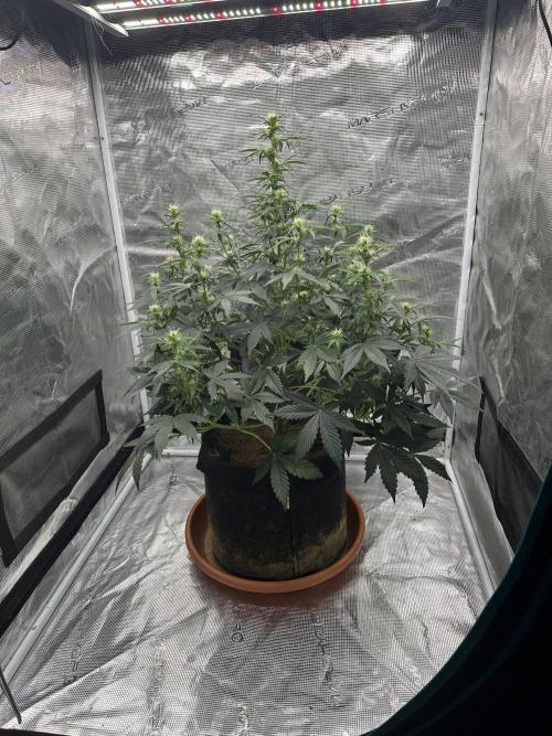 Black Rainbow Auto_Organic Homegrow. Week 11