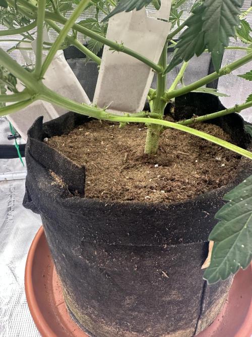 Black Rainbow Auto_Organic Homegrow. Week 11