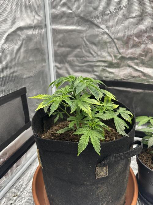 Black Rainbow Auto_Organic Homegrow. Week 8