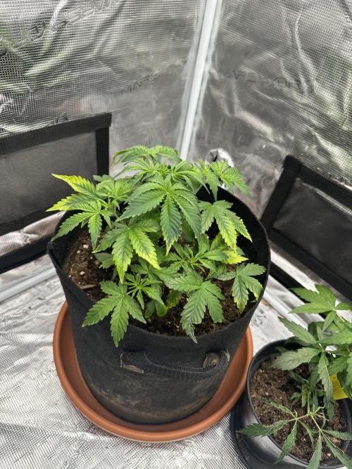 Black Rainbow Auto_Organic Homegrow. Week 8