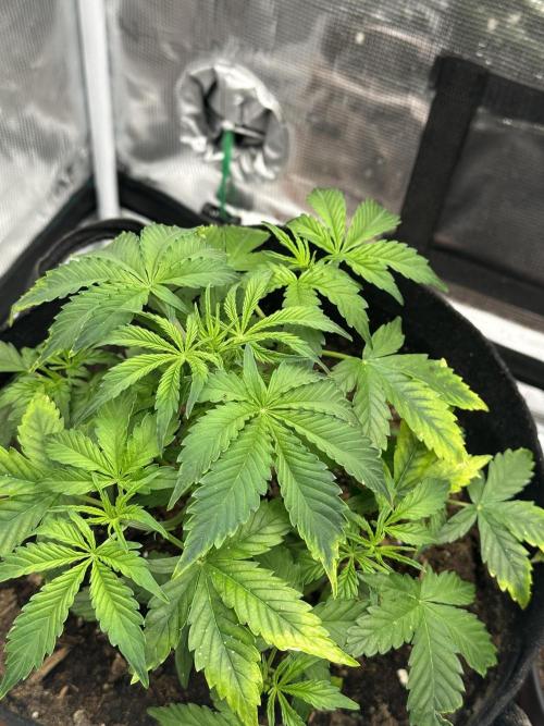Black Rainbow Auto_Organic Homegrow. Week 8
