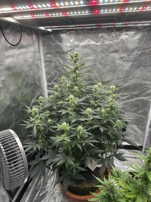 Black Rainbow Auto_Organic Homegrow. Week 10