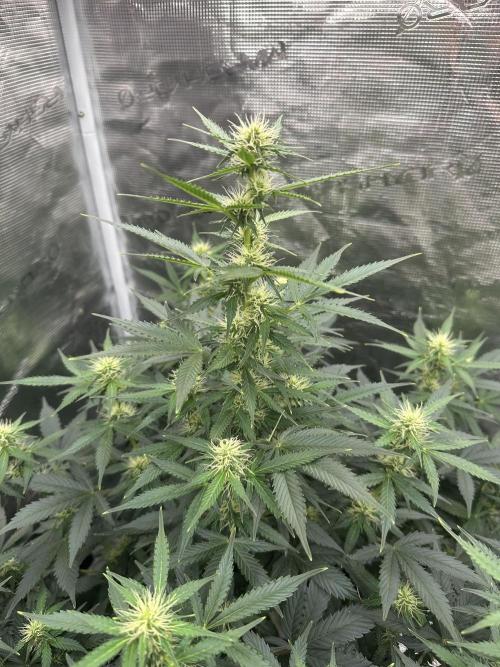Black Rainbow Auto_Organic Homegrow. Week 10
