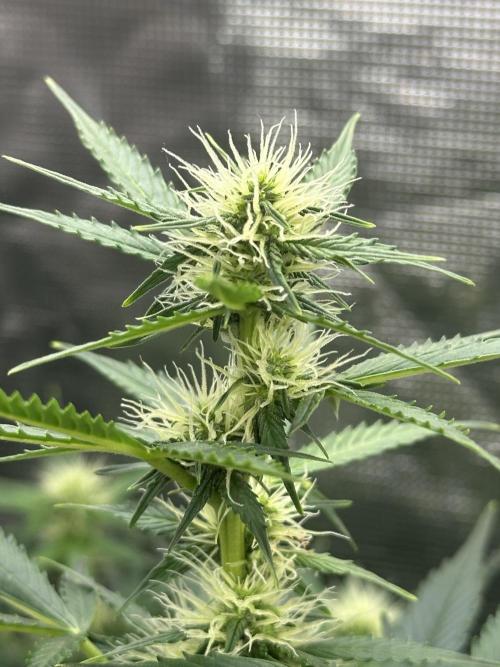 Black Rainbow Auto_Organic Homegrow. Week 10