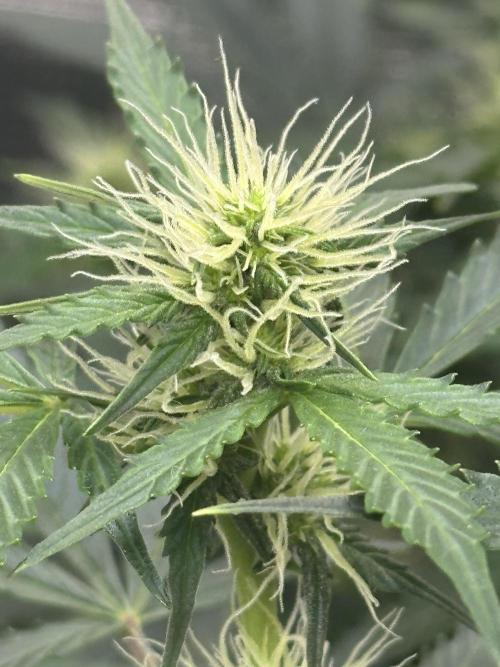 Black Rainbow Auto_Organic Homegrow. Week 10