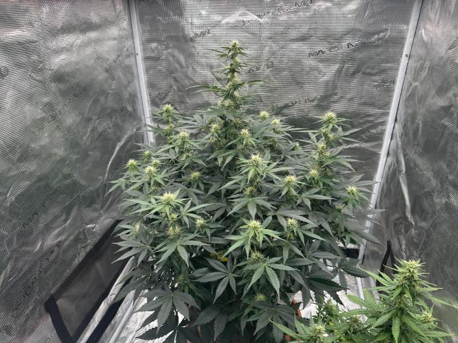 Black Rainbow Auto_Organic Homegrow. Week 10