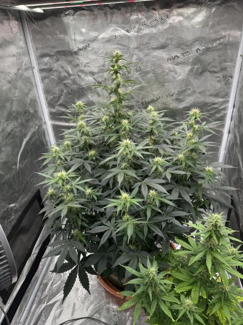Black Rainbow Auto_Organic Homegrow. Week 10