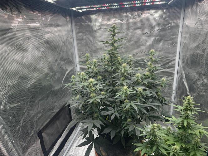 Black Rainbow Auto_Organic Homegrow. Week 10