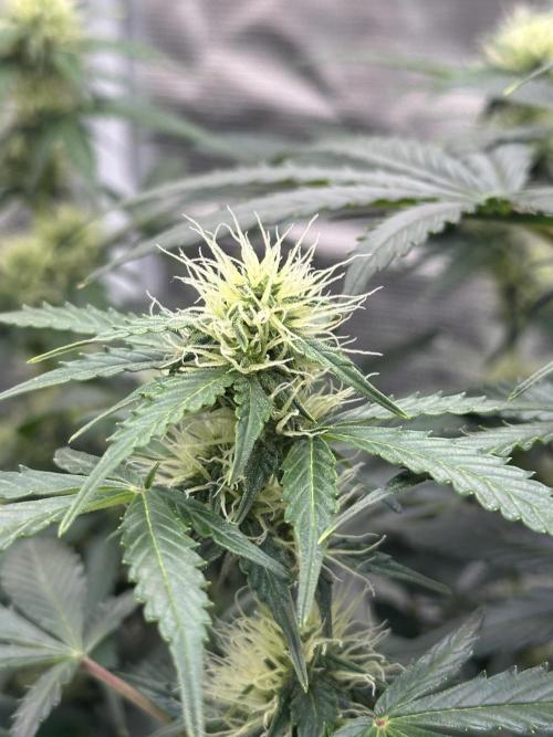 Black Rainbow Auto_Organic Homegrow. Week 10