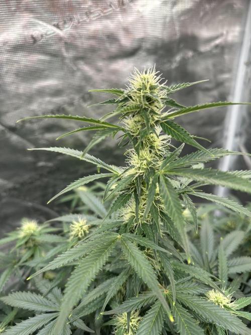 Black Rainbow Auto_Organic Homegrow. Week 10