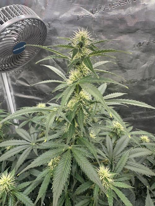 Black Rainbow Auto_Organic Homegrow. Week 10