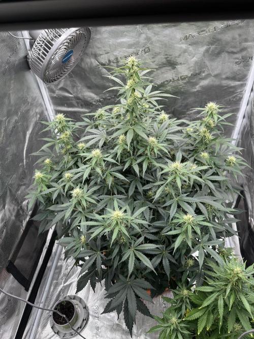 Black Rainbow Auto_Organic Homegrow. Week 10