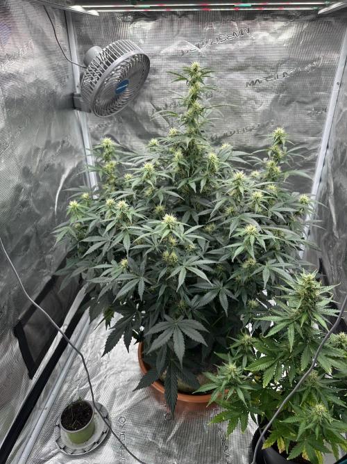 Black Rainbow Auto. Week 11