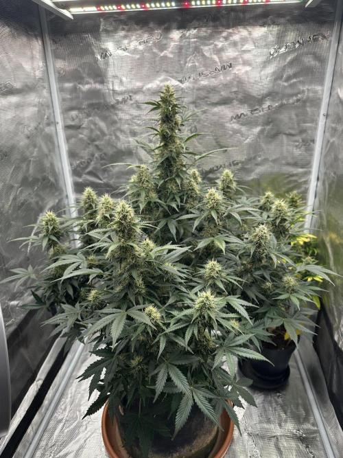 Black Rainbow Auto_Organic Homegrow. Week 12