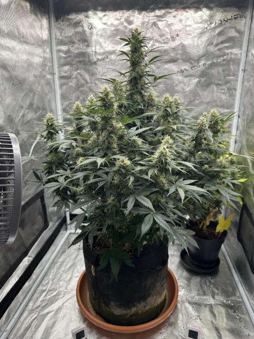 Black Rainbow Auto_Organic Homegrow. Week 12