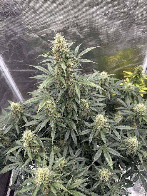 Black Rainbow Auto_Organic Homegrow. Week 12