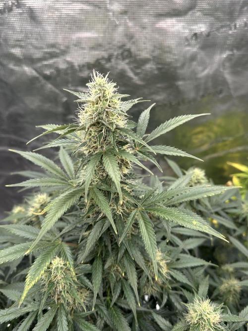 Black Rainbow Auto_Organic Homegrow. Week 12