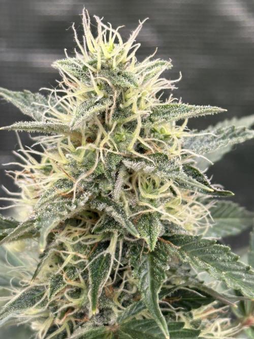 Black Rainbow Auto_Organic Homegrow. Week 12