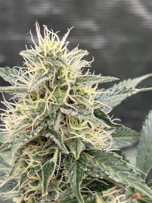 Black Rainbow Auto_Organic Homegrow. Week 12