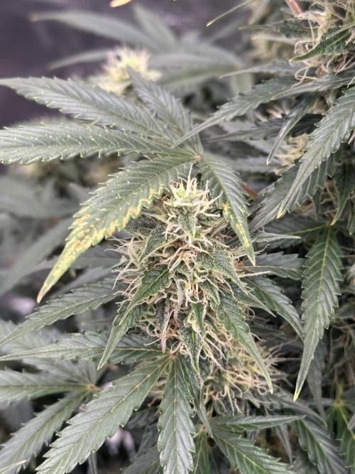 Black Rainbow Auto_Organic Homegrow. Week 12